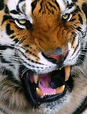 angry-tiger.jpg