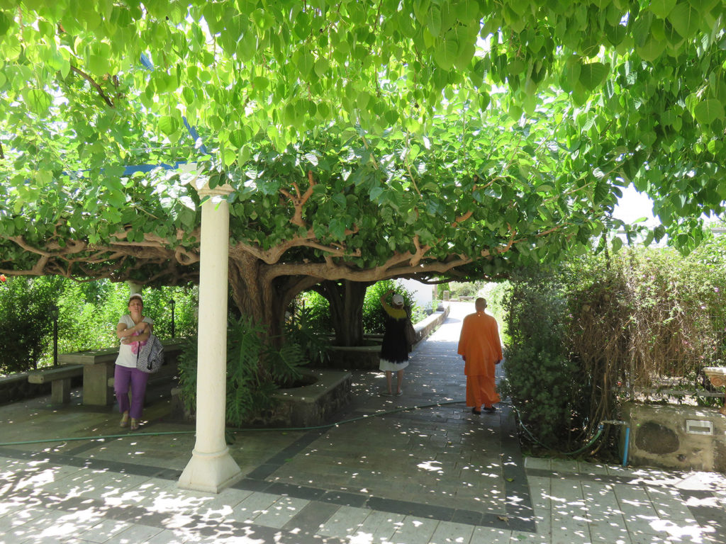 Tree outside the Greek Orthodox Church of the Twelve Apostles