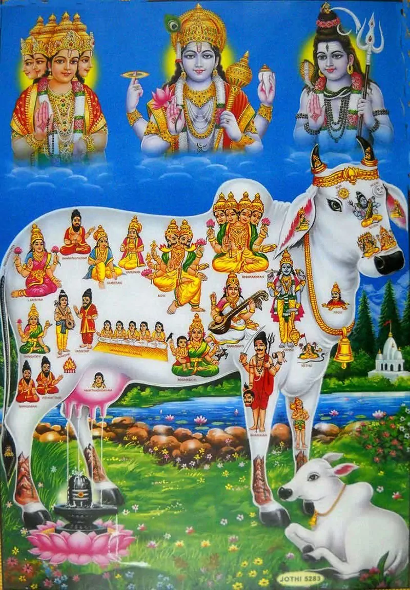 The Divine Cow–Cow worship in India