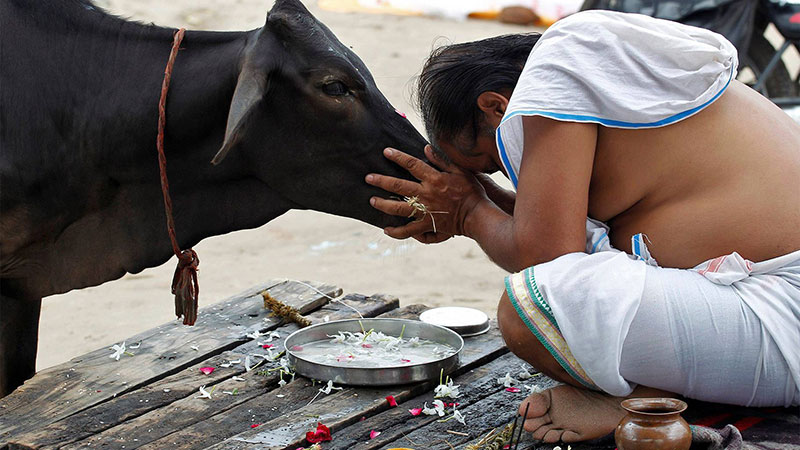 cow worship in India