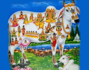 Cow Worship in India