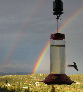 Summer monsoons bring hummingbird & rainbows
