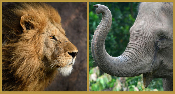 Carnivores or Vegetarians? (lion and elephant)