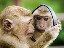Monkey mind in a mirror