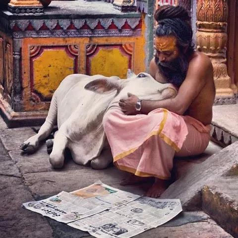 a cow and a sadhu