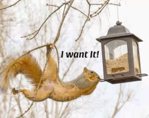 Squirrel - desire