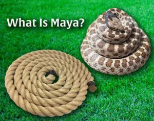 What Is Maya? Podcast